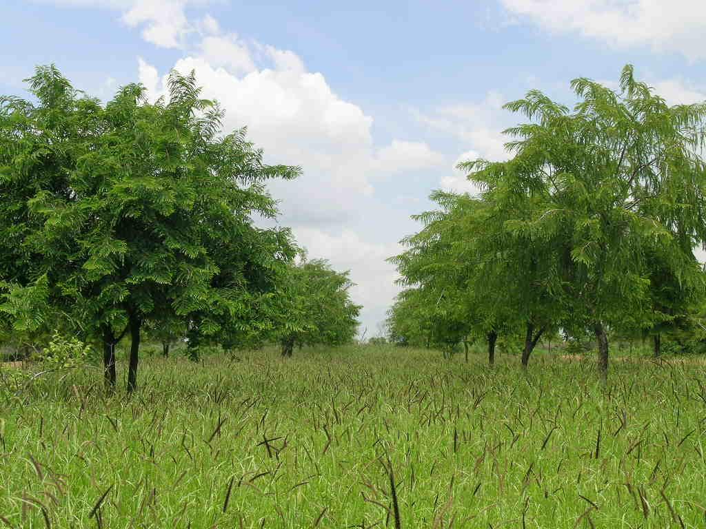 Horti-pasture system with ber and cenchrus grass